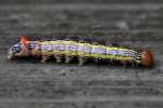 Unidentified Caterpillar