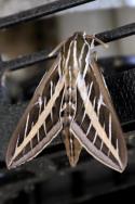 White-lined Sphinx Moth