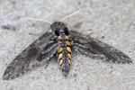 Carolina Sphinx Moth