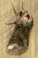 Unidentified Moth