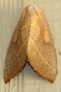 Unidentified Moth