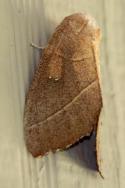 Unidentified Moth