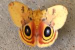 Io Moth