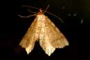 Unidentified Moth