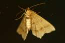 Unidentified Moth