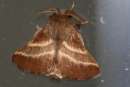 Eastern Tent Caterpillar Moth