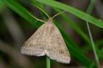 Unidentified Moth