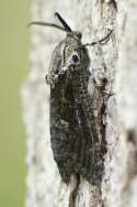 Carpenterworm Moth