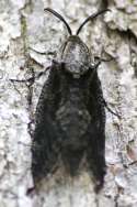 Carpenterworm Moth