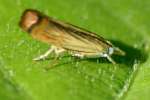 Cranberry Girdler Moth