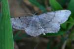 Many-lined Angle Moth