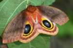 Io Moth