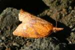 Reticulated Sparganothis Moth