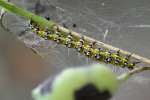 Unidentified Caterpillar