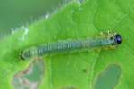 Unidentified Caterpillar