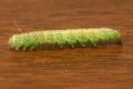 Large Paectes Moth Caterpillar