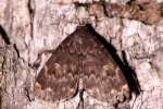 Glossy Black Idia Moth