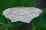 Cross-lined Wave Moth