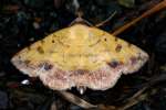 Variable Tropic Moth