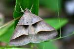 Common Ptichodis Moth