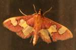 Distinguished Colomychus Moth 