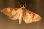 Distinguished Colomychus Moth 