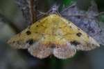 Variable Tropic Moth