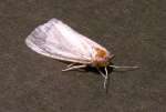 Unidentified Moth