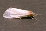 Unidentified Moth