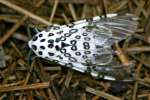 Giant Leopard Moth