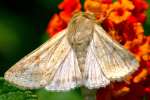 Corn Earworm Moth