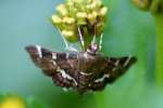 Hawaiian Beet Webworm Moth