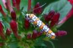 Ailanthus Webwing Moth