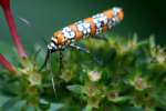 Ailanthus Webwing Moth