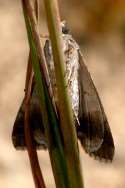 Merry Melipotis Moth
