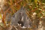 Merry Melipotis Moth