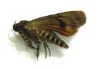 Copper Underwing Moth