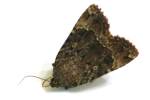 Copper Underwing Moth