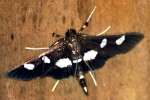 Grape Leaffolder Moth