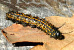 Orange-tipped Oakworm Moth Caterpillar