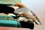 Brown-headed Nuthatch