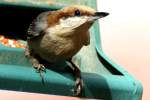 Brown-headed Nuthatch