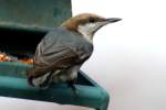 Brown-headed Nuthatch