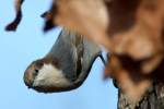 Brown-headed Nuthatch