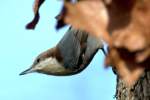 Brown-headed Nuthatch