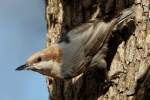 Brown-headed Nuthatch