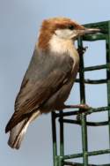 Brown-headed Nuthatch