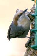 Brown-headed Nuthatch