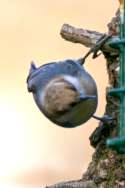 Brown-headed Nuthatch