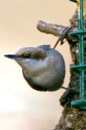 Brown-headed Nuthatch